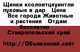 Щенки ксолоитцкуинтли пуховые в дар › Цена ­ 1 - Все города Животные и растения » Отдам бесплатно   . Ставропольский край